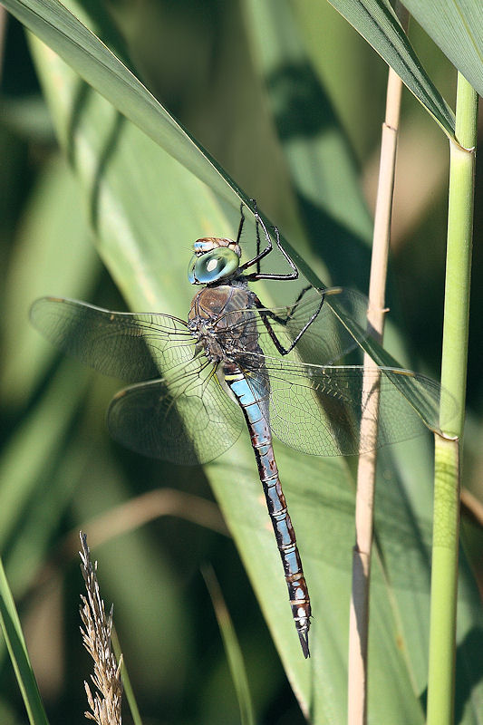 Identificare - Anax parthenope